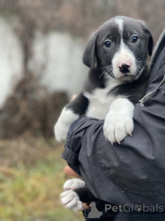 Photo №3. Charming little sisters are looking for a home!. Russian Federation