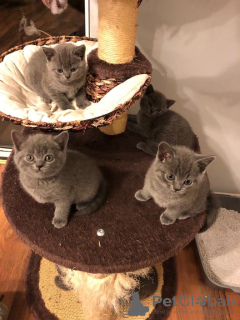 Photo №1. british shorthair - for sale in the city of Berlin | 317$ | Announcement № 123353