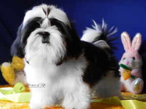 Photo №2 to announcement № 5758 for the sale of shih tzu - buy in Ukraine from nursery
