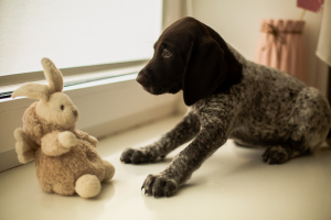 Photo №4. I will sell german shorthaired pointer in the city of Москва. private announcement - price - 331$