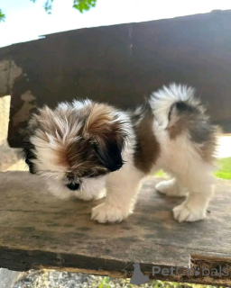 Photo №1. shih tzu - for sale in the city of Киль | negotiated | Announcement № 140516