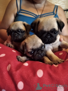 Photo №3. Cutest pug puppies. Ukraine