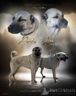 Photo №1. anatolian shepherd - for sale in the city of Šid | negotiated | Announcement № 111839