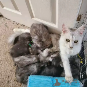 Photo №2 to announcement № 167247 for the sale of maine coon - buy in Germany 