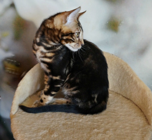 Photo №4. I will sell bengal cat in the city of Dnipro. from nursery, breeder - price - 350$