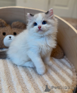 Photo №1. ragdoll - for sale in the city of America | negotiated | Announcement № 156961