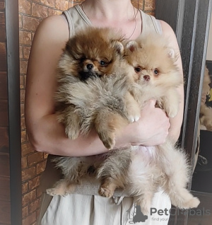 Additional photos: Pomeranian Spitz, puppies.