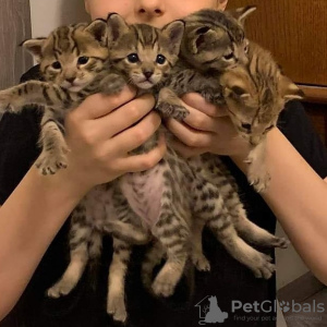 Photo №2 to announcement № 11704 for the sale of savannah cat - buy in United States breeder