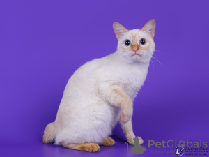 Photo №2 to announcement № 10025 for the sale of mekong bobtail - buy in Ukraine private announcement