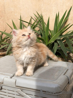 Photo №1. persian cat - for sale in the city of Florida | 300$ | Announcement № 135750