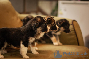 Additional photos: Puppies looking for a home!