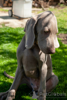Photo №4. I will sell weimaraner in the city of Anapa. private announcement, from nursery - price - 651$