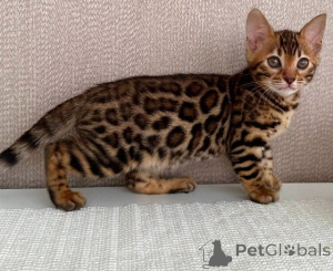 Photo №1. bengal cat - for sale in the city of Badgastein | 361$ | Announcement № 171167