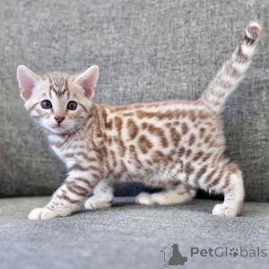 Photo №1. bengal cat - for sale in the city of Ettlingen | negotiated | Announcement № 158835