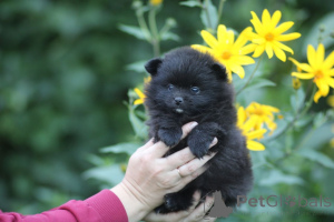 Photo №2 to announcement № 174026 for the sale of pomeranian - buy in Belarus private announcement