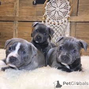 Photo №2 to announcement № 166579 for the sale of staffordshire bull terrier - buy in Belgium private announcement, breeder