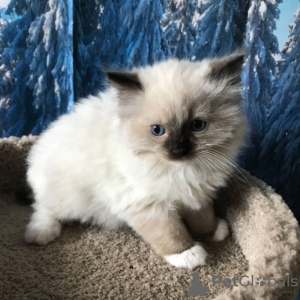 Photo №1. ragdoll - for sale in the city of Reykjavík | Is free | Announcement № 57211