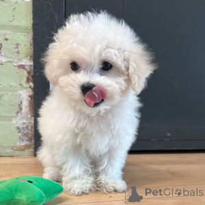 Photo №2 to announcement № 165221 for the sale of bichon frise - buy in Romania breeder