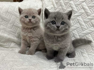 Photo №1. british shorthair - for sale in the city of Reykjavík | 317$ | Announcement № 57201