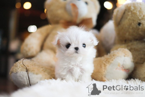 Photo №3. Dean Janet Kay puppies house. United States