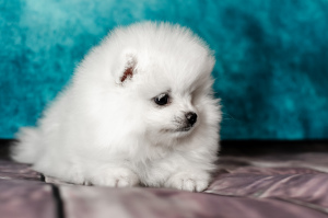 Photo №1. pomeranian - for sale in the city of Moscow | 1925$ | Announcement № 4453