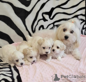 Photo №1. maltese dog - for sale in the city of Minneapolis | 260$ | Announcement № 82304