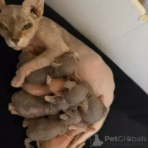 Photo №1. donskoy cat - for sale in the city of Essingen | 392$ | Announcement № 167259