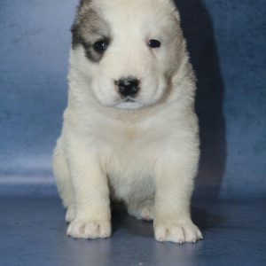 Photo №4. I will sell central asian shepherd dog in the city of Krasnodar. private announcement - price - 335$