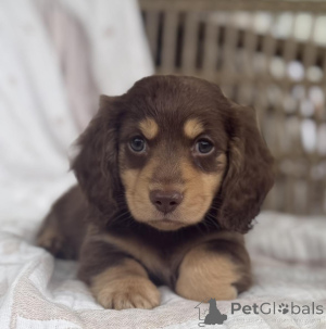 Photo №3. Healthy Standard Dachshund Puppies Loyal & Energetic Family Pets!. Czech Republic