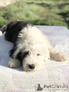 Photo №4. I will sell bobtail in the city of Ниш. breeder - price - 1057$