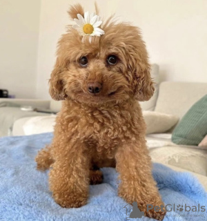 Photo №1. poodle (toy) - for sale in the city of New York | 400$ | Announcement № 103370