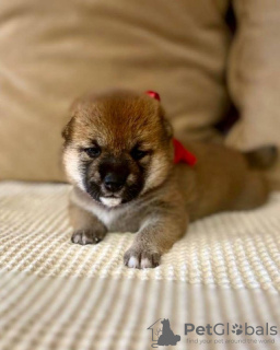 Photo №2 to announcement № 23072 for the sale of shiba inu - buy in Russian Federation private announcement