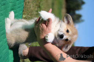 Photo №4. I will sell welsh corgi in the city of Minsk. private announcement - price - 710$