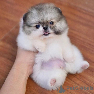 Photo №3. Home Raised Pomeranian Puppies for rehoming and Adoption, Veterinarian. Russian Federation