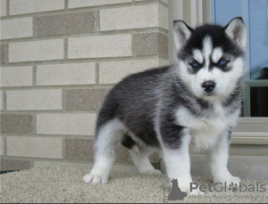 Photo №1. siberian husky - for sale in the city of Manzini | negotiated | Announcement № 42811