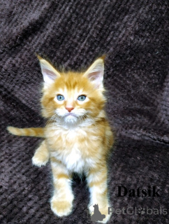 Photo №1. maine coon - for sale in the city of Tyumen | 1319$ | Announcement № 135369