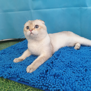 Photo №1. scottish fold - for sale in the city of Rostov-on-Don | Is free | Announcement № 5803