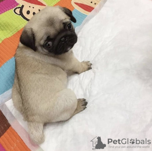 Photo №2 to announcement № 123101 for the sale of pug - buy in Iceland private announcement