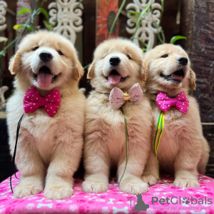 Photo №1. golden retriever - for sale in the city of Cologne | 486$ | Announcement № 83115