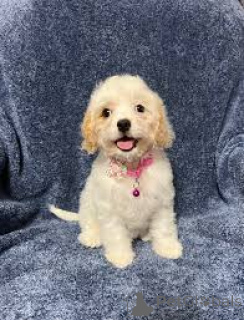 Photo №4. I will sell kavapu in the city of City of London. private announcement, breeder - price - 723$