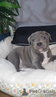 Photo №1. staffordshire bull terrier - for sale in the city of Гамбург | 264$ | Announcement № 124491