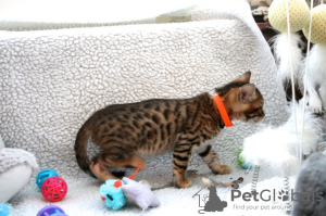Additional photos: Vaccinated Bengal Cats kittens available for sale