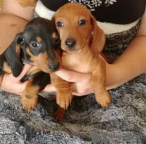 Photo №2 to announcement № 44890 for the sale of dachshund - buy in Switzerland private announcement