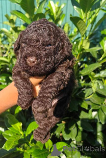 Photo №2 to announcement № 152272 for the sale of lagotto romagnolo - buy in Serbia 