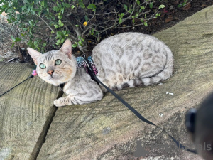 Photo №1. bengal cat - for sale in the city of Dusseldorf | 706$ | Announcement № 152548