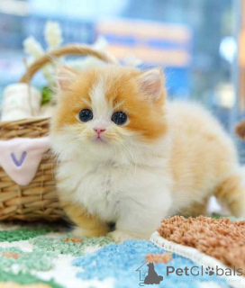 Photo №1. munchkin - for sale in the city of Berlin | 516$ | Announcement № 174488