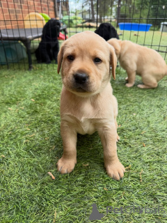 Photo №3. English Yellow Labs Chunky & Sweet Puppies Available Now. Germany