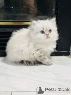 Photo №1. persian cat - for sale in the city of Bad Vilbel | 310$ | Announcement № 155672