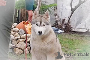 Photo №4. I will sell siberian husky in the city of Ruma.  - price - negotiated