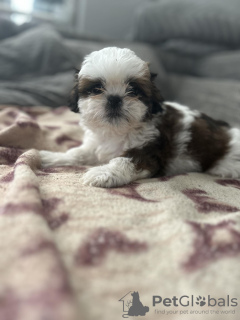 Photo №1. shih tzu - for sale in the city of Berchtesgaden | 317$ | Announcement № 103514